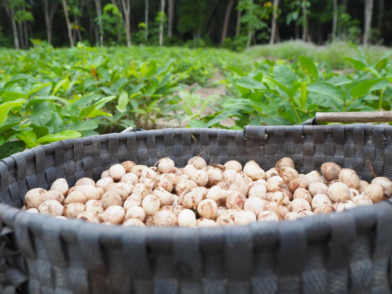 Wonder Crop Bambara groundnut!