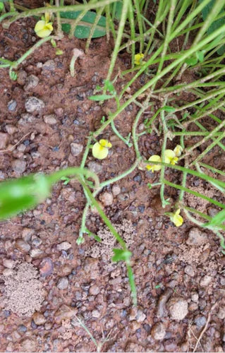 Shhh, they're flowering.